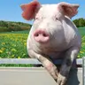Profile image of A Nasty Pig