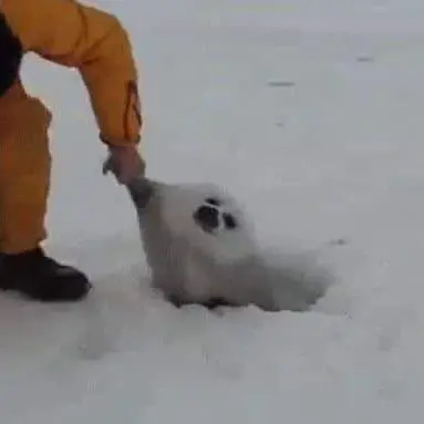 Profile image of ぶりこ