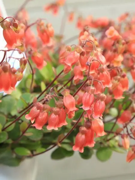 Kemuri_777_의 俺が守ってあげる