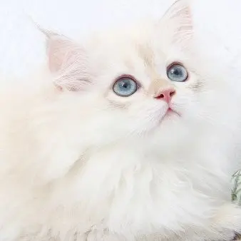 Profile image of 달이 1세