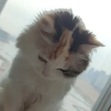 Profile image of 샤브샤브