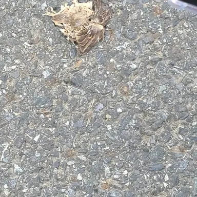 Profile image of 백정우