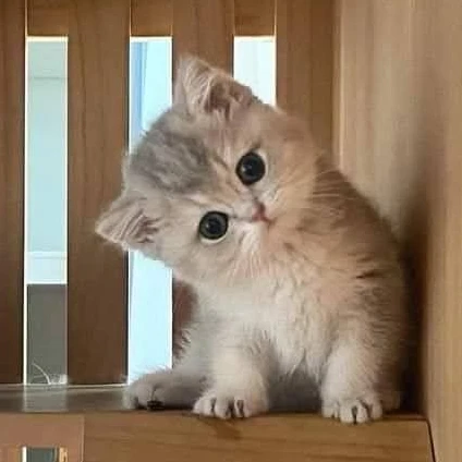라떼