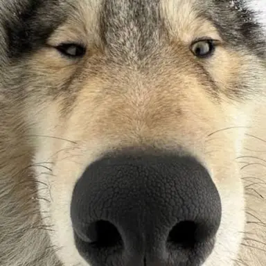 Profile image of 늑대