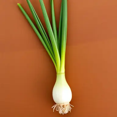 Profile image of 여우