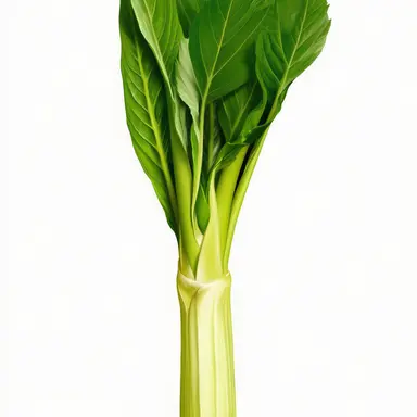 Profile image of セロリ