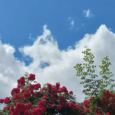 Profile image of 덕개