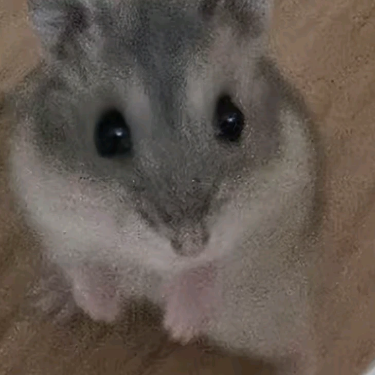 레오루나