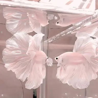Profile image of 테루하시