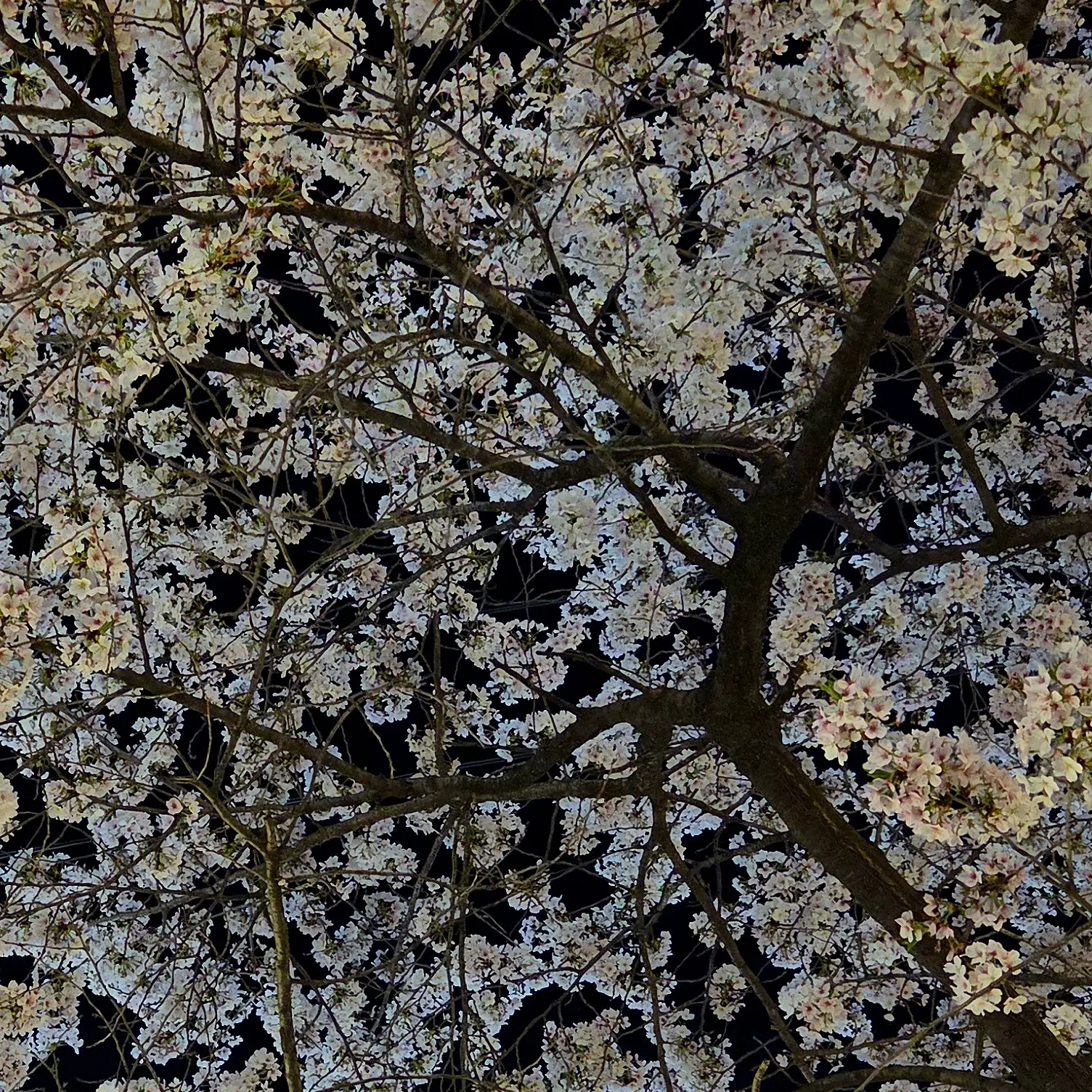 MuteRice6525의 99나이트 대저택&오비스트들(하네)