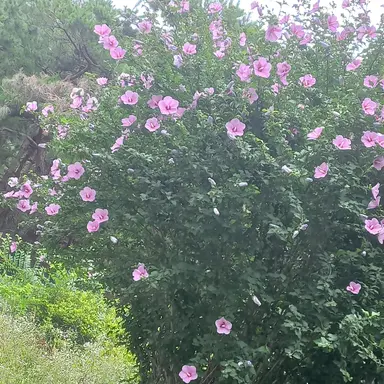 Profile image of 연숙수