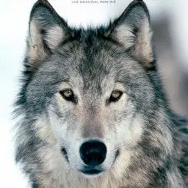 Profile image of 늑대