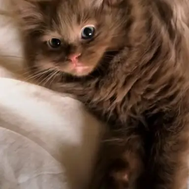 Profile image of Milo