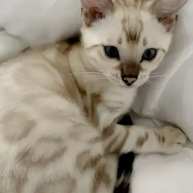 Profile image of Mochi