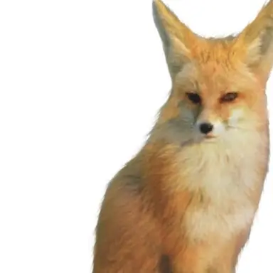 Profile image of 여우