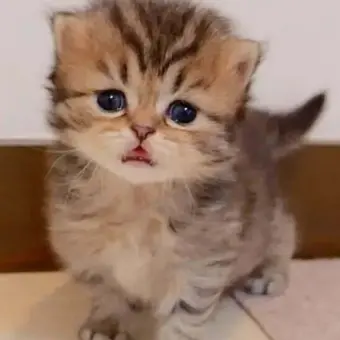 phone0525의 고양이