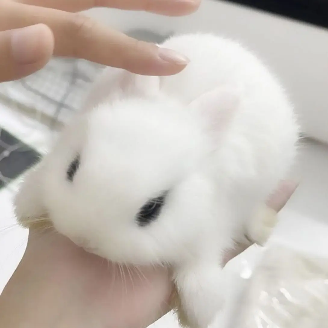 FestalAlert1454의 Броня Зайчик