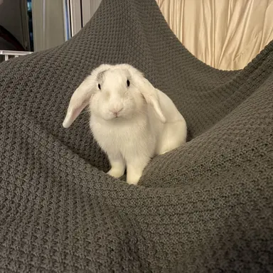 Profile image of 구름이