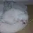 젤리빈