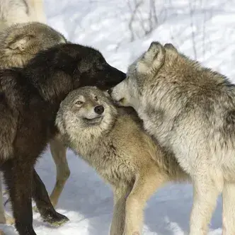 Profile image of Winter wolf pack - bl