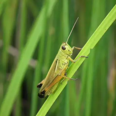 Profile image of 미르베스키텐