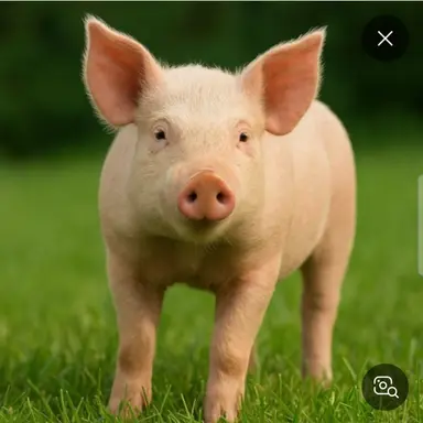 Profile image of 여우