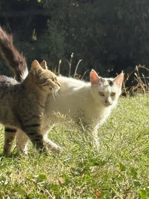 ditzyuni_의 A Proper Man's Penance