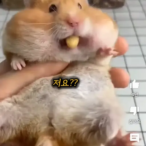 MellowOtter6273의 로햄