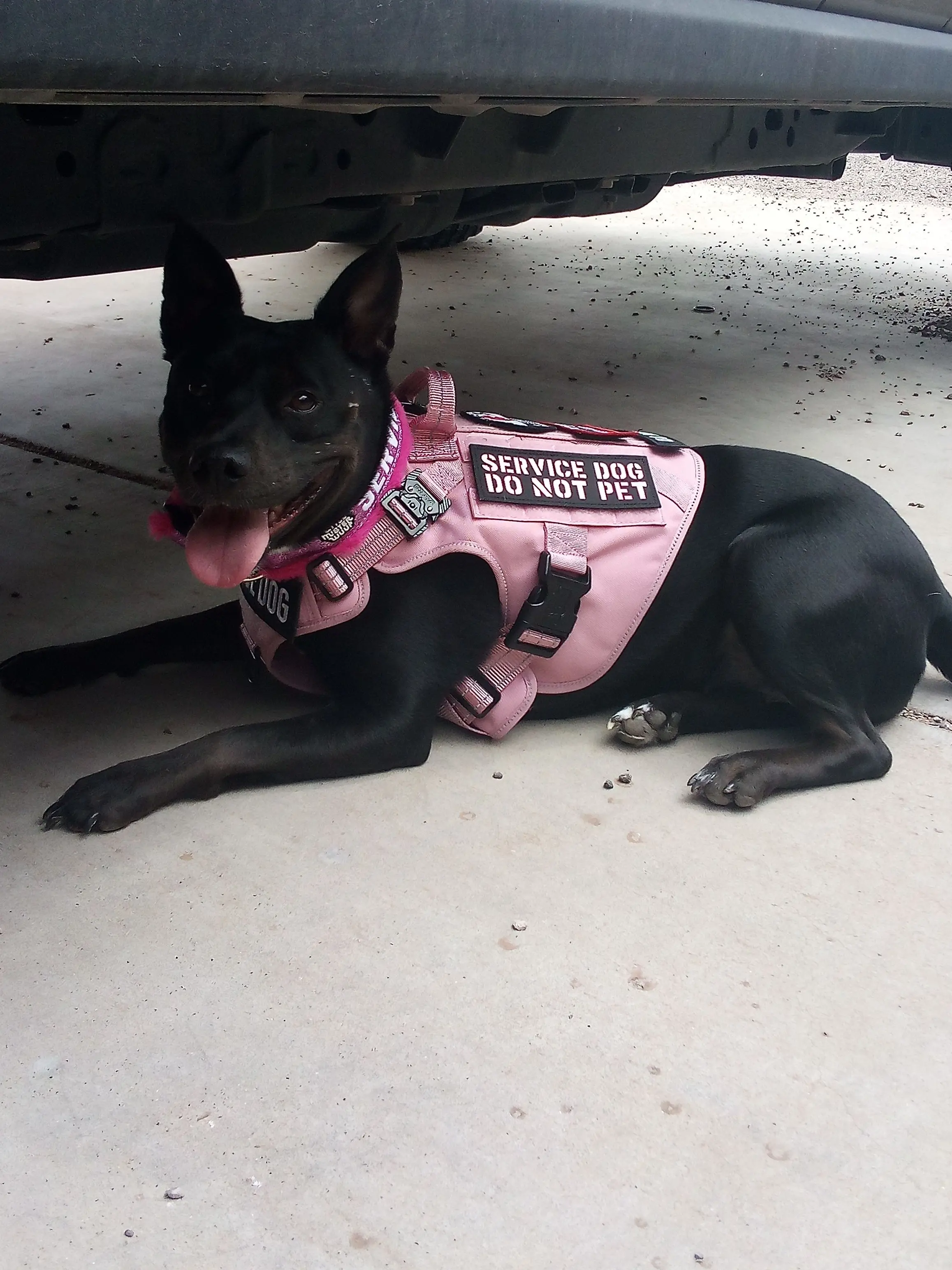 XxxGEMSTONExxX의 Service Dog