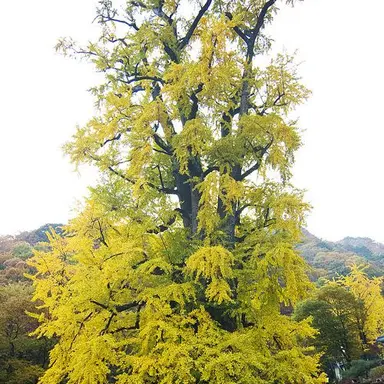 Profile image of 용문사 은행나무