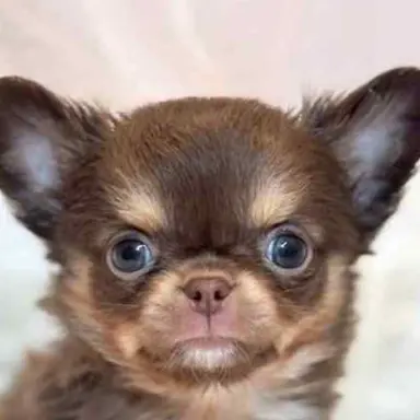 Profile image of 鈴