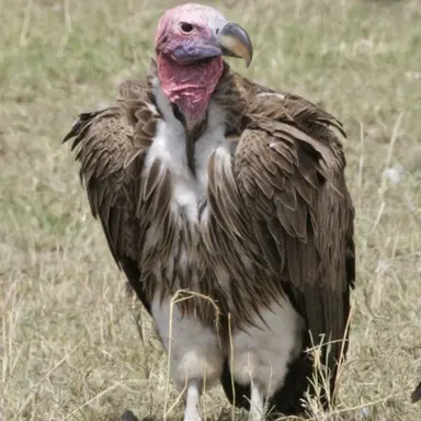 Profile image of Puck.