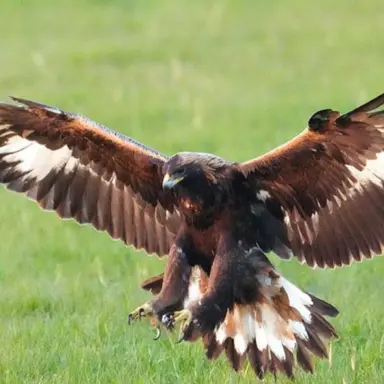 Profile image of Happy.