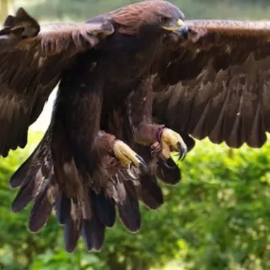 Profile image of Sword.