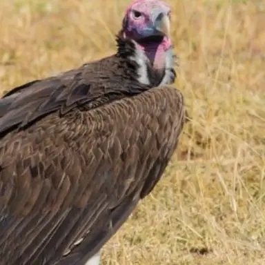 Profile image of Show.