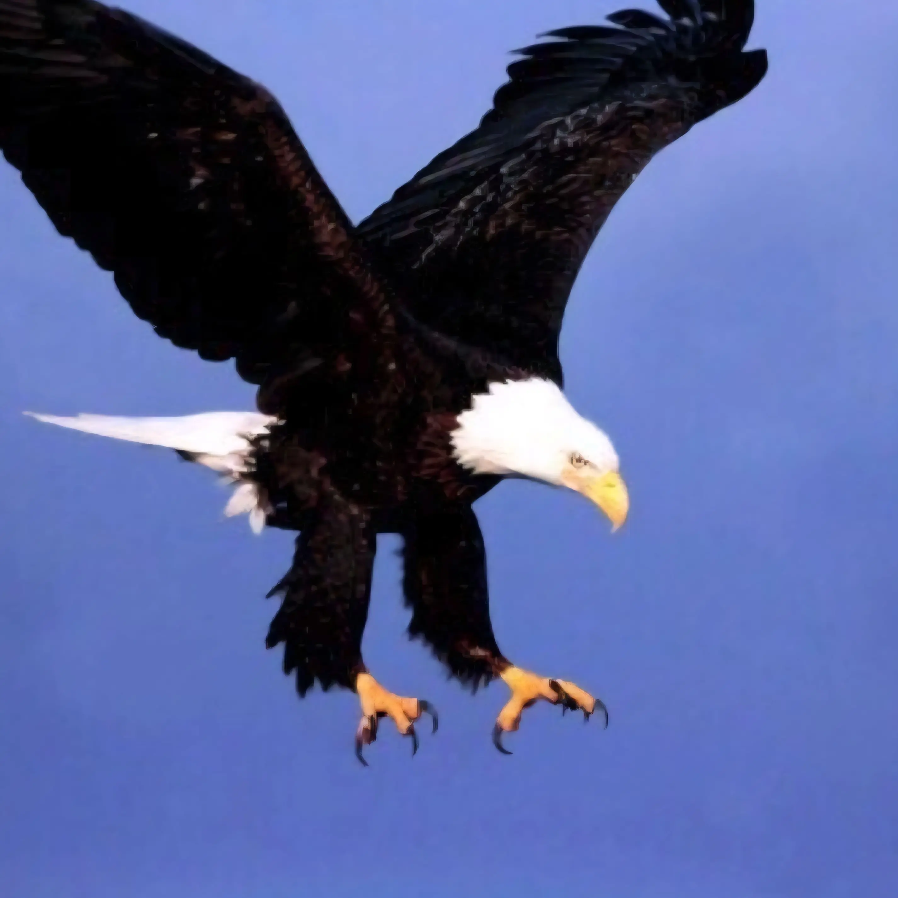 HA_2의 "독수리수리."