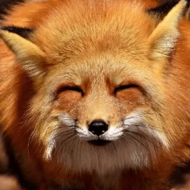 Profile image of 여우