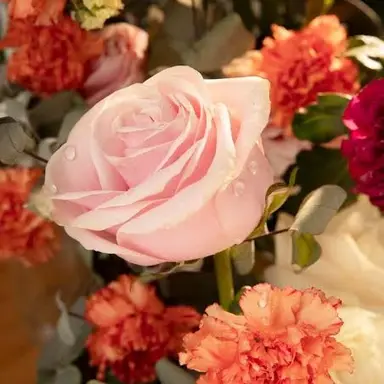 Profile image of 범녀