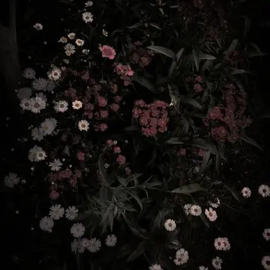 Profile image of 아담