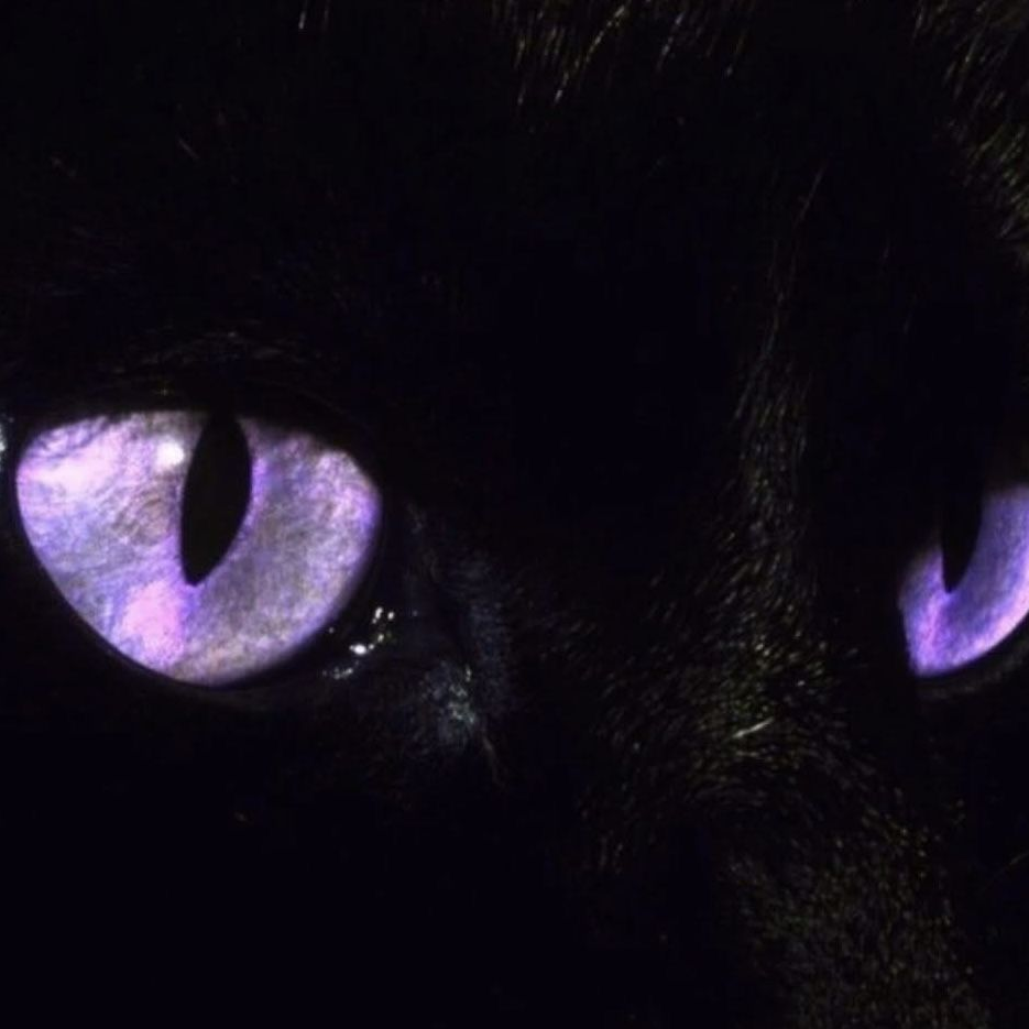 한노아 🐈‍⬛ 🐾 대표 이미지