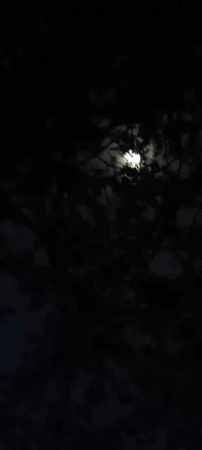 PorousFeast0967의 Stranger things