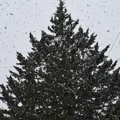 Profile image of 이안