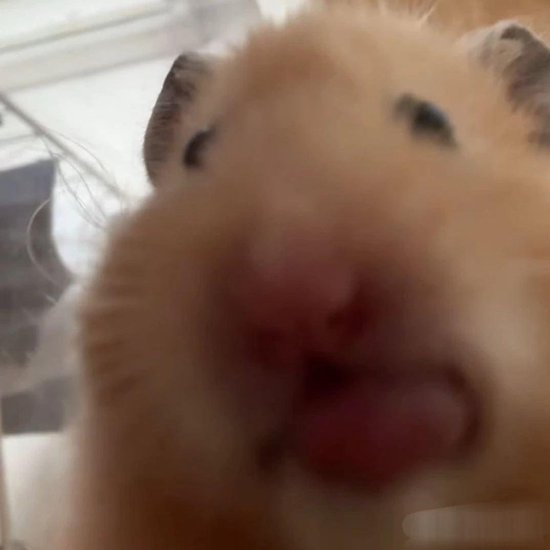 햄먹보