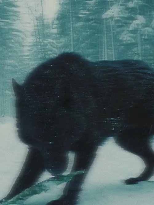 Not_my_fault의 기억 속 들개