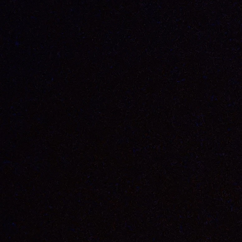 모니카