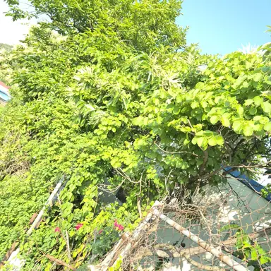 Profile image of 서효아