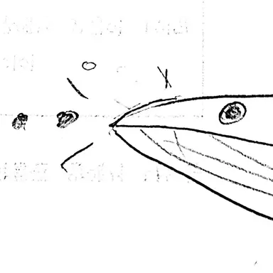 Profile image of 샤치