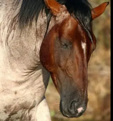 Profile image of Stoick
