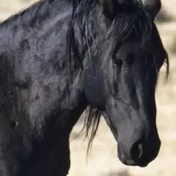 Profile image of Toothless