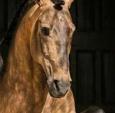 Profile image of Tuffnut